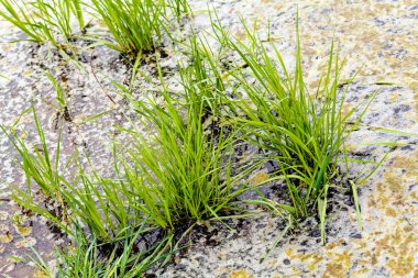 sonbahar çayır bitki örtüsü