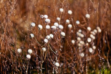 sonbahar çayır bitki örtüsü