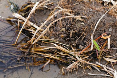 sonbahar çayır bitki örtüsü