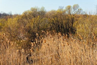 sonbahar çayır bitki örtüsü