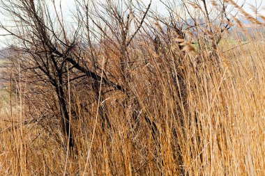 sonbahar çayır bitki örtüsü
