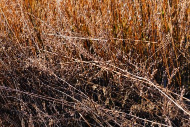 sonbahar çayır bitki örtüsü