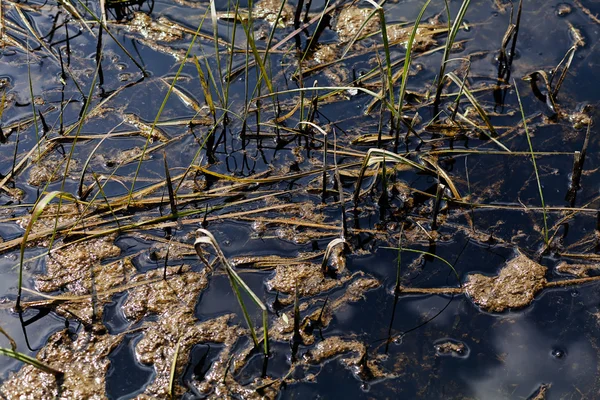 Deel van het moeras — Stockfoto