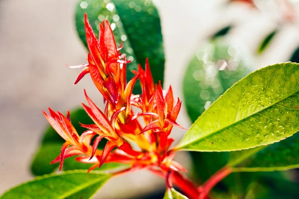 Yeşil yaprakları ile kırmızı bitki — Stok fotoğraf