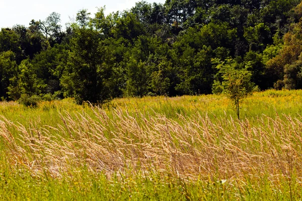 sonbahar çayır bitki örtüsü