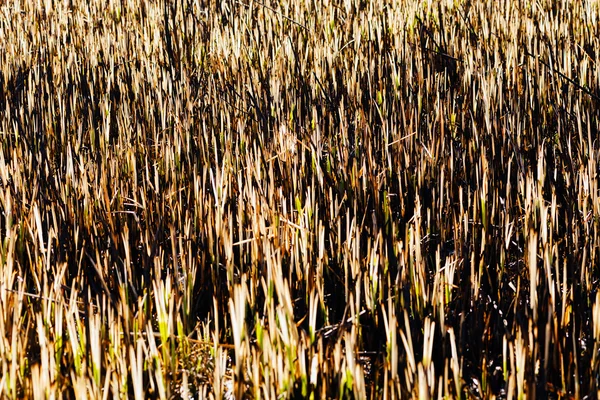 Vegetación del prado en autmn — Foto de Stock