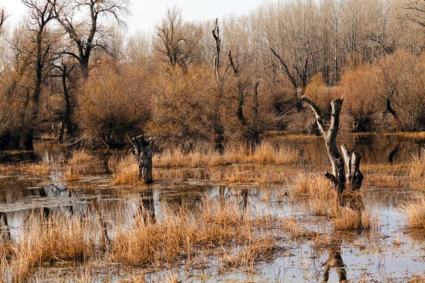 Část bažiny — Stock fotografie