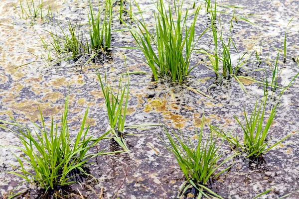 sonbahar çayır bitki örtüsü