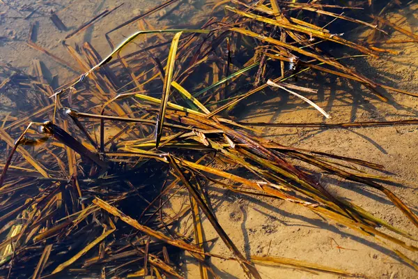 Swamp växter i naturen — Stockfoto