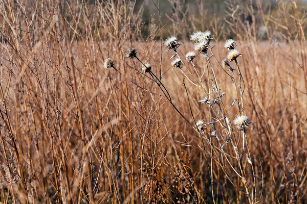 Wiesenvegetation im Herbst — Stockfoto