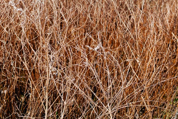 秋の草原植生 — ストック写真