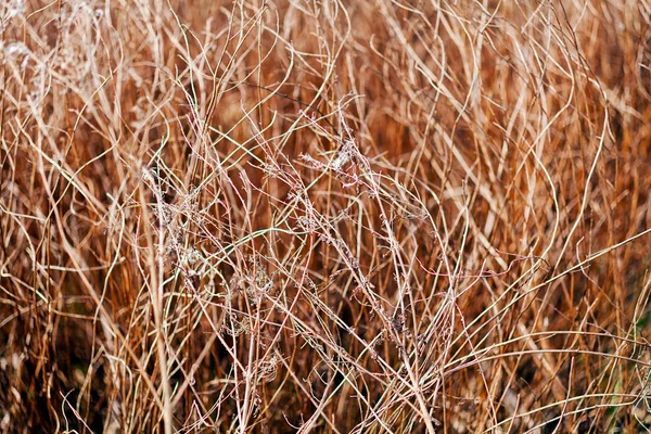秋の草原植生 — ストック写真