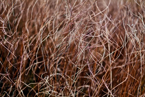 Vegetación del prado en autmn — Foto de Stock