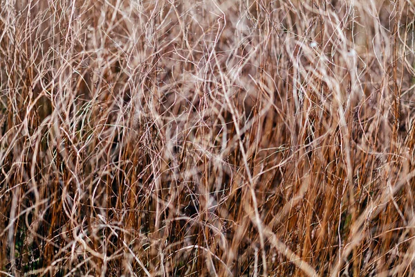 Vegetação de prado em autmn — Fotografia de Stock