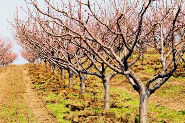 meyve bahçesinde bahar
