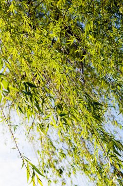 sonbahar çayır bitki örtüsü