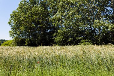 sonbahar çayır bitki örtüsü