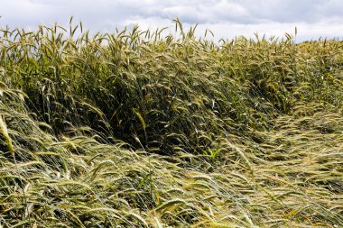 soyut bulanık parlaklık