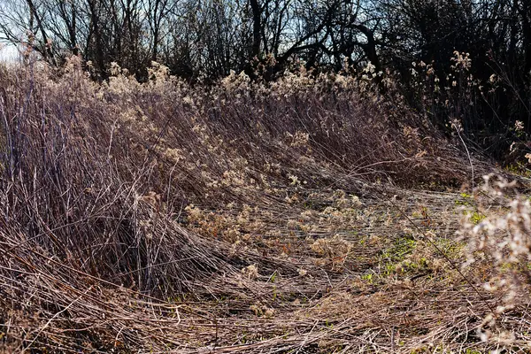 Végétation de prairie en autmn — Photo