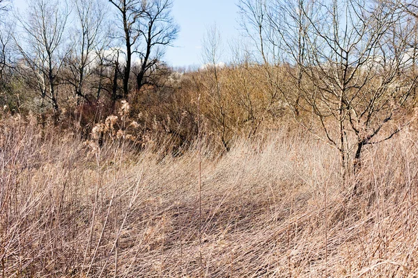 Végétation de prairie en autmn — Photo
