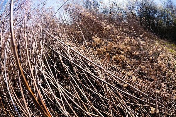 Roślinność łąkowa w autmn — Zdjęcie stockowe