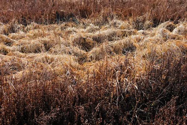 Szárított fű az őszi — Stock Fotó