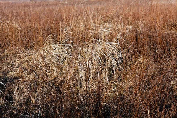 Herbe séchée en automne — Photo