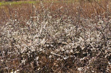 Yazın sonundaki çiçekli çalılar, sığ alan derinliğine dikkat edin.
