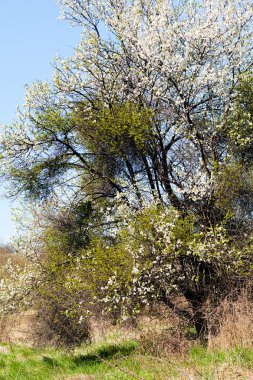 bahar canlanma ormandaki