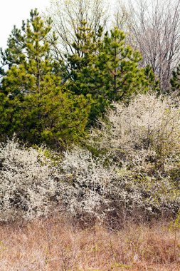 bahar canlanma ormandaki