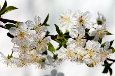 beyaz çiçekli dallar