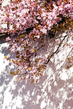 küçük pembe çiçekleri ile ağaç