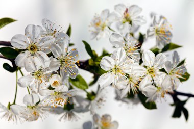 beyaz çiçekli dallar