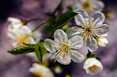 beyaz çiçekleri ile şube