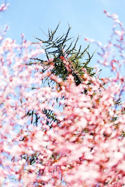 Árvore de abstração em flor — Fotografia de Stock