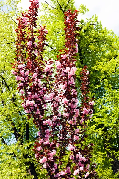 Pembe çiçekli dallar — Stok fotoğraf