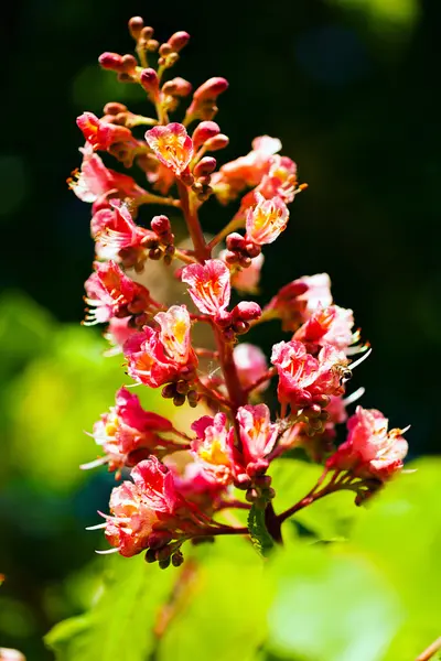 Inusual flor rosa — Foto de Stock