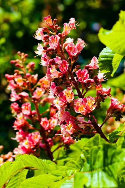 Alışılmadık pembe çiçek — Stok fotoğraf