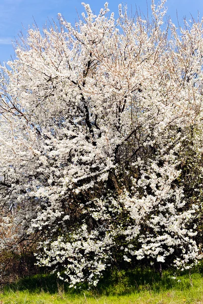 Bush con flores blancas — Foto de Stock