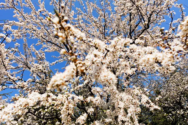 Árvore com flores brancas — Fotografia de Stock