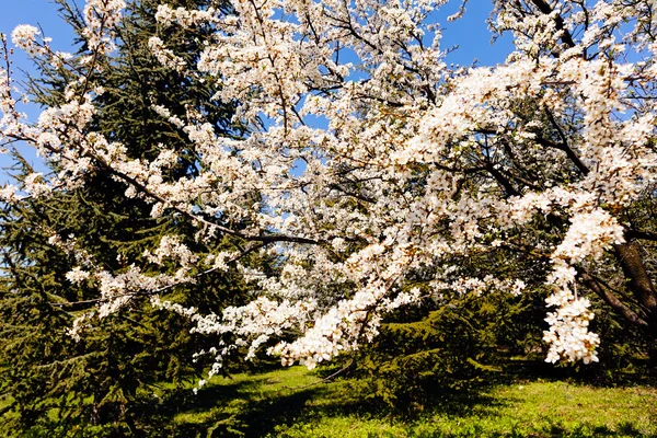Drzewo z białymi kwiatami — Zdjęcie stockowe