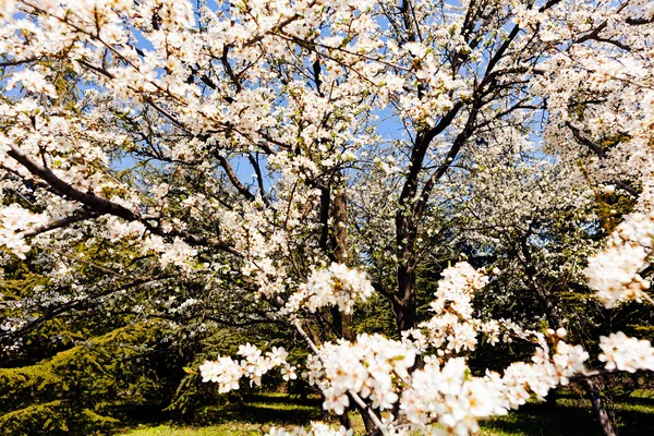 Árbol con flores blancas — Foto de Stock