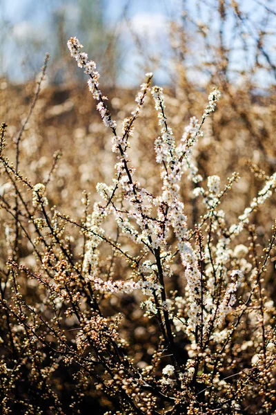 Arbustos Florales Final Del Verano Nota Poca Profundidad Campo — Foto de Stock