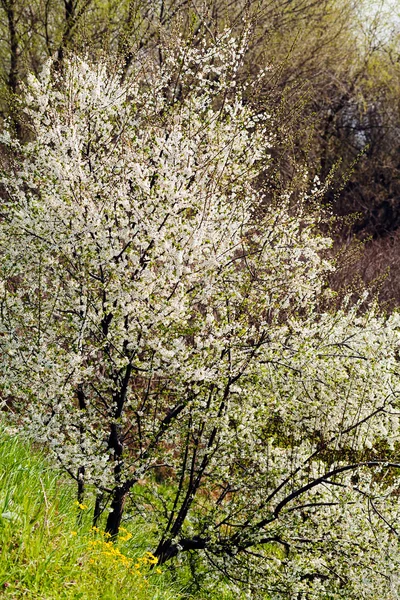 Avivamiento de primavera en el bosque — Foto de Stock