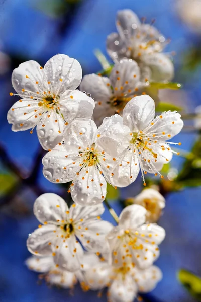 白い花を持つ装飾的な枝 — ストック写真