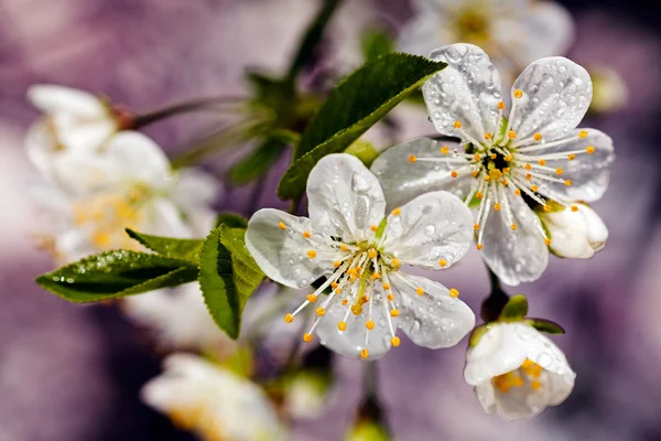 Branche à fleurs blanches — Photo