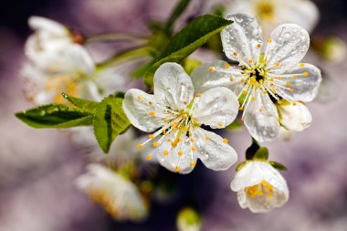beyaz çiçekleri ile şube