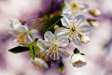 beyaz çiçekli dekoratif şube