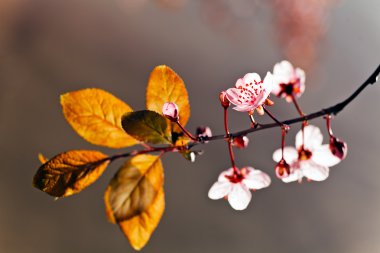 pembe çiçekli dallar