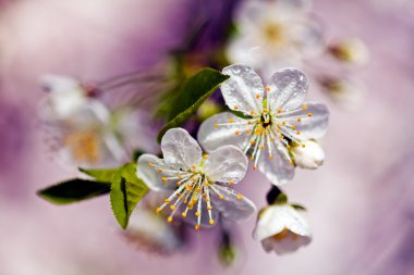 Mor arka planda beyaz çiçekler, tarlanın sığ derinliğine dikkat edin.